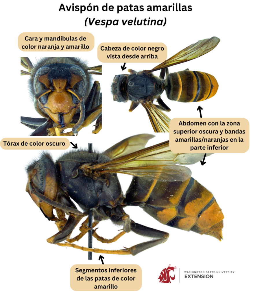 Características morfológicas que ayudan a diferenciar al avispón de patas amarillas (Vespa velutina) de otras especies.