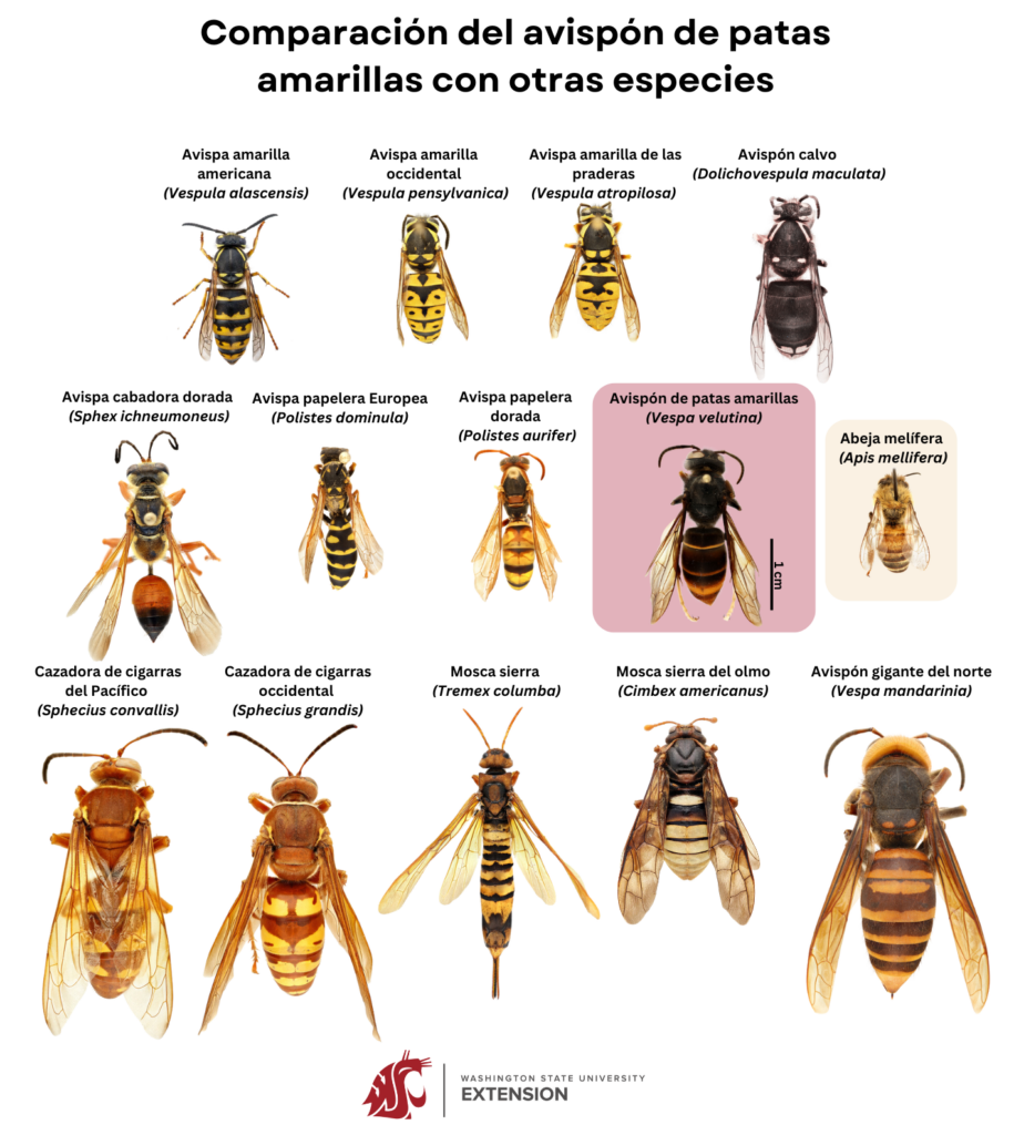 Avispón de patas amarillas, Vespa velutina (resaltado en rosa), junto a una abeja melífera, Apis mellifera (resaltada en amarillo), y otras especies similares que probablemente habitan en la región noroeste del Pacífico de Estados Unidos.