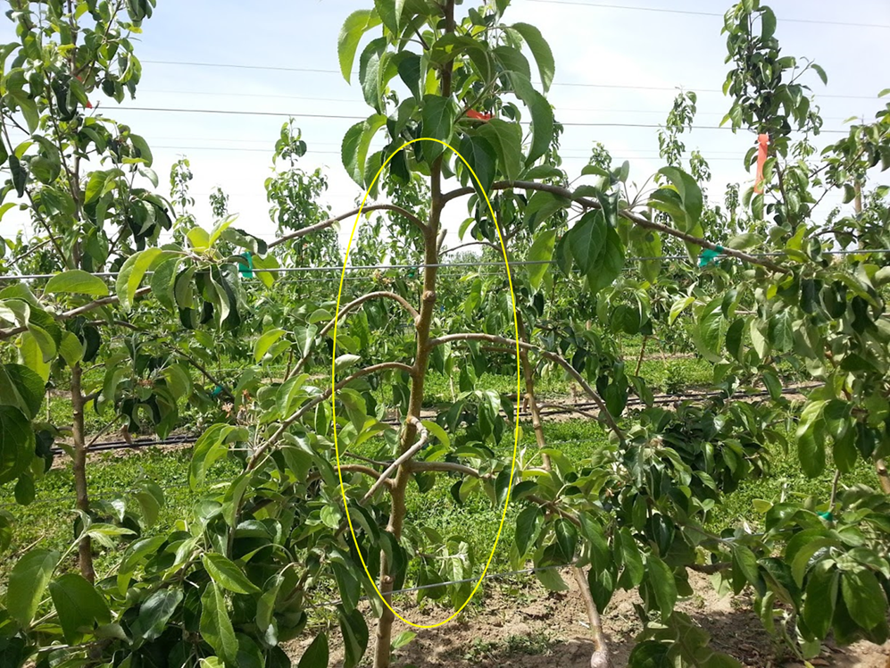 A WA 38 apple tree shoot exhibiting blind wood formation. Along the length of the shoot, multiple internode sections lack visible lateral buds or spur development, creating extended segments of non-fruiting wood. In contrast, areas with normal bud development are visible near the shoot base and tip. The image illustrates how blind wood interrupts regular bud distribution along the branch, reducing potential fruiting sites and affecting canopy structure and productivity in WA 38 apple trees.