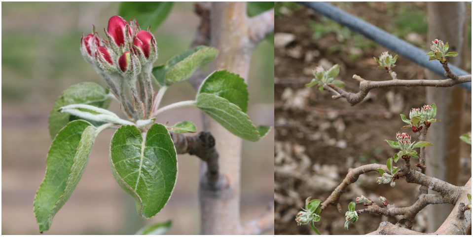 Figure 2 consists of two photographs comparing flower cluster origin in apple trees. The left photograph shows a flower cluster developing from a single spur (S), characterized by a compact structure with a single point of attachment to the branch. The right photograph shows a flower cluster originating from a spur complex, in which multiple closely spaced spurs contribute to the cluster, resulting in a more branched, compact floral structure. Together, the images illustrate structural differences between flower clusters arising from individual spurs versus spur complexes.