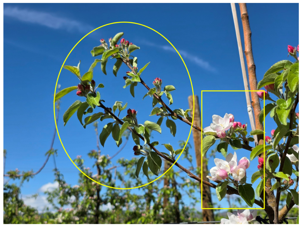 This photograph shows a ramo misto (RM), defined as a one-year-old shoot bearing lateral mixed buds as it enters its second year of growth (yellow circle). Flower clusters developing from lateral mixed buds are visibly at an earlier bloom stage compared with flower clusters originating from spurs (yellow rectangle). The image highlights the asynchronous flowering pattern within the ramo misto, with delayed bloom in lateral positions relative to the more advanced spurs on the axis, illustrating differences in developmental timing within the same shoot structure.