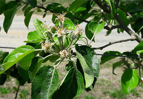 This photograph shows a brindilla (B), defined as a one-year-old shoot bearing a terminal mixed bud that has developed into a flower cluster. The image represents the developmental stage approximately two weeks after full bloom, before the onset of natural fruitlet abscission. At this stage, the flower cluster is fully formed and attached at the terminal position of the shoot, illustrating the reproductive role of brindilla shoots and their contribution to early fruit set before thinning processes begin.