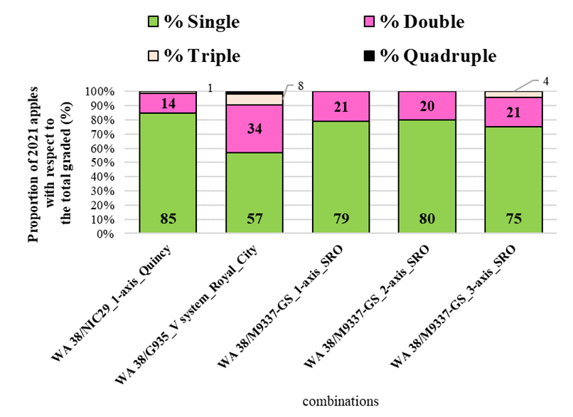 Figure 6 displays a graphic summarizing WA 38 apple yield classified by cluster occupancy at harvest across five combinations evaluated in the 2021 survey at three sites. Yield is categorized by the number of fruit per cluster: single, double, triple, or quadruple. Single-cluster fruits are represented in green, double in pink, triple in pale yellow, and quadruple in black. The chart compares how different cluster-occupancy types contribute to total yield across each combination, highlighting variability in fruit distribution and crop structure among the surveyed treatments. Single fruit percentage ranges from 57 to 85, double percentage ranges from 14 to 34. Triple and quadruple are minimal amounts.