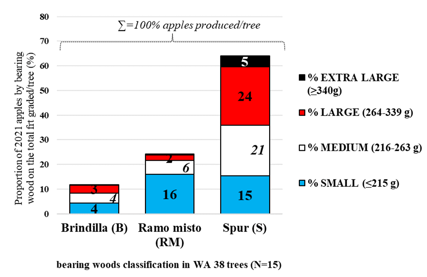 Figure 8 presents a graphic illustrating the distribution of WA 38 apple yield by bearing wood type and fruit size class, based on grading conducted with an Aweta sorting line. The proportions shown represent the total number of apples produced per tree in 2021 when combined. Data are averaged across 15 trees, and individual treatment combinations are not shown in order to emphasize differences among bearing wood types. A total of 1,239 apples were graded across three sites. Fruit size classes are categorized as small (blue), medium (white), large (red), and extra-large (black). The figure highlights how fruit size distribution varies among bearing wood types. Spur produces larger fruit, followed by ramo misto. Brindilla, in general, produces small fruit.