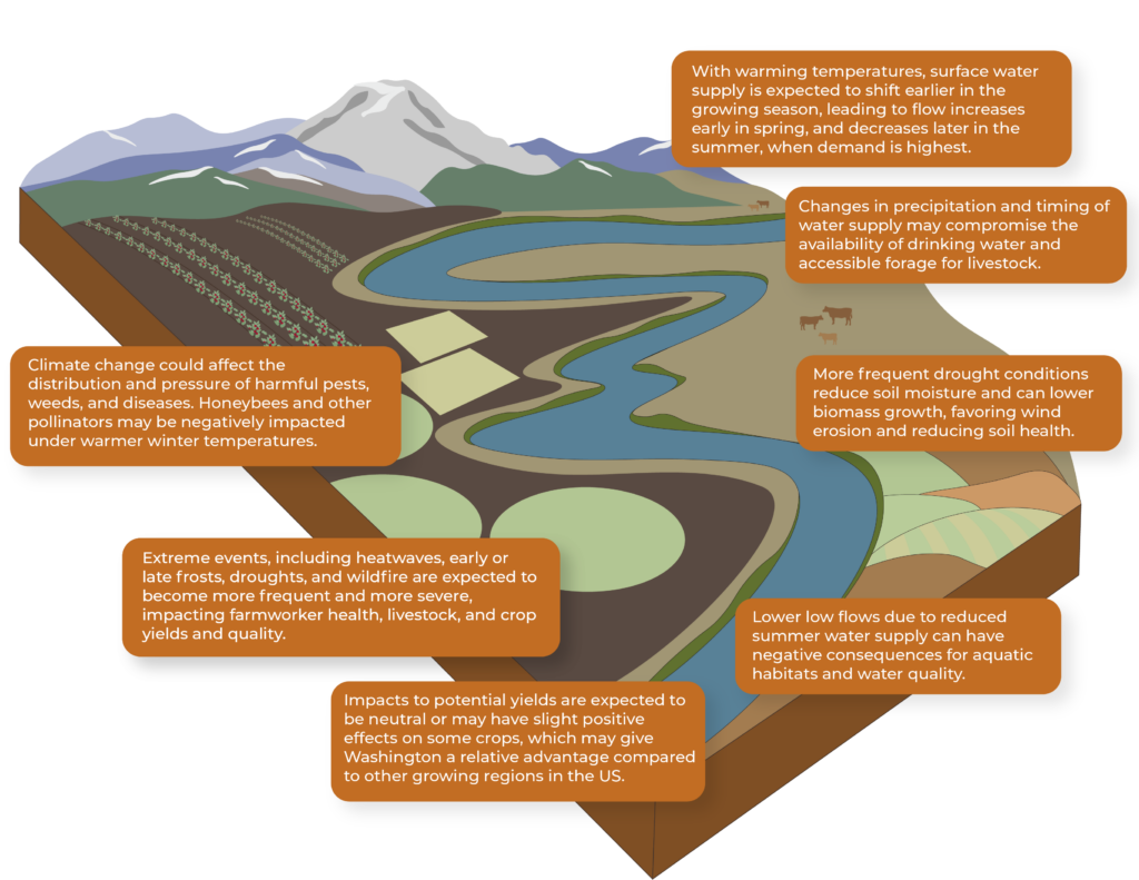 A graphical representation of eastern Washington’s agricultural systems is shown with the Cascade Mountain Range to the west. The image explains how climate change will impact these systems and includes the following text: Top right: With warming temperatures, surface water supply is expected to shift earlier in the growing season, leading to flow increases early in spring, and decreases later in the summer, when demand is highest. Upper right-middle: Changes in precipitation and timing of water supply may compromise the availability of drinking water and accessible forage for livestock. Right middle: More frequent drought conditions reduce soil moisture and can lower biomass growth, favoring wind erosion and reducing soil health. Bottom right: Lower low flows due to reduced summer water supply can have negative consequences for aquatic habitats and water quality. Bottom center: Impacts to potential yields are expected to be neutral or may have slight positive effects on some crops, which may give Washington a relative advantage compared to other growing regions in the US. Bottom left: Extreme events, including heatwaves, early or late frosts, droughts, and wildfire are expected to become more frequent and more severe, impacting farmworker health, livestock, and crop yields and quality. Middle left: Climate change could affect the distribution and pressure of harmful pests, weeds, and diseases. Honeybees and other pollinators may be negatively impacted under warmer winter temperatures.