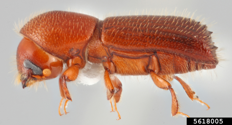 A close-up of a female Mediterranean oak borer beetle from a lateral view.