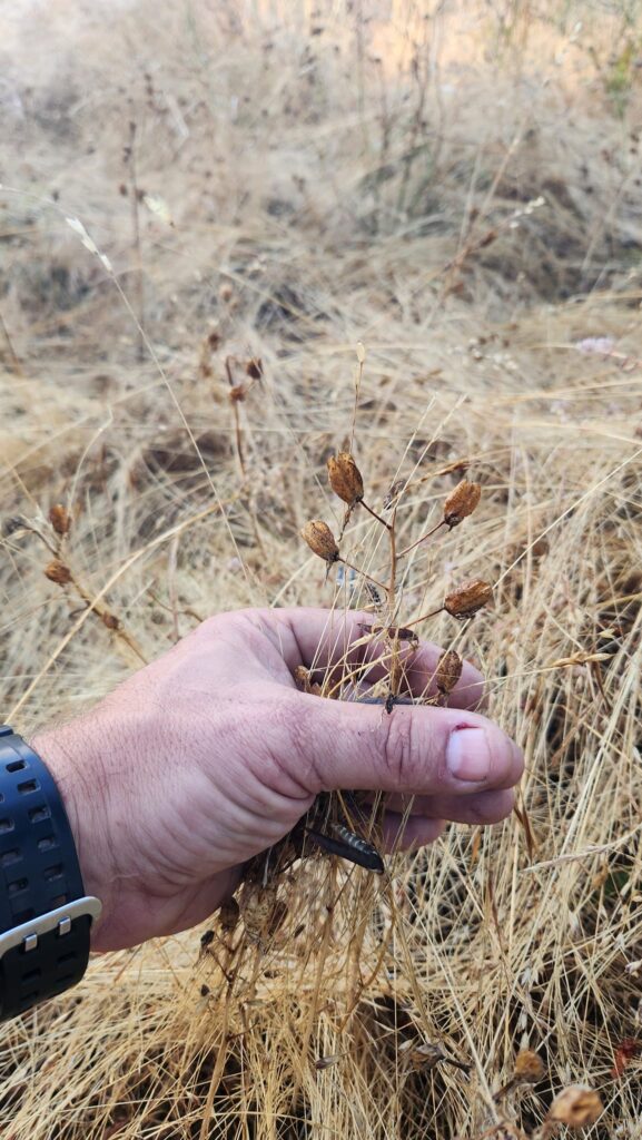 Someone holds dried camas seedheads.
