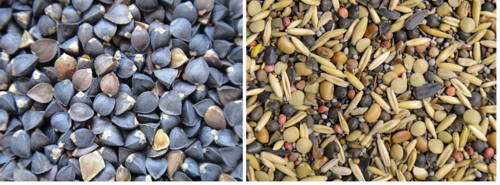 A photo of buckwheat seed next to a photo of a mixture of over ten species.