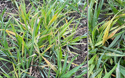 Left image is a close-up of winter wheat infected with soilborne wheat mosaic virus. Leaves have green, yellow, red, and purplish mottling. Right photo shows a close-up of yellowish-brown streaks.