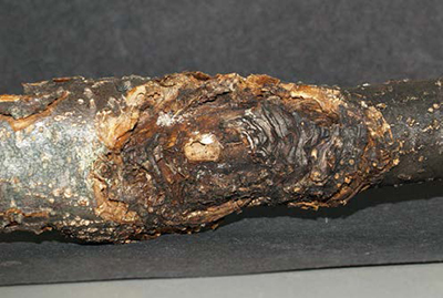 An apple tree truck showing European canker (Nectria galligena).