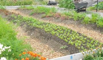 Mounded soil with plants growing down the row.