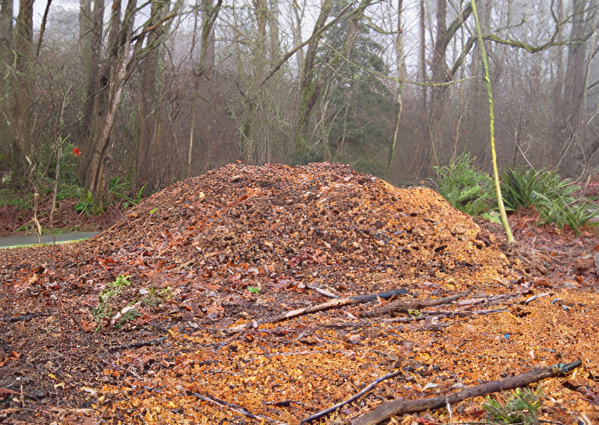 Large pile of arborist wood chips in a wooded area, ready for free pickup or use as mulch.