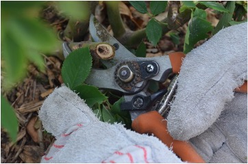 Gloved hands using pruning shears to cut a rose stem during spring maintenance.