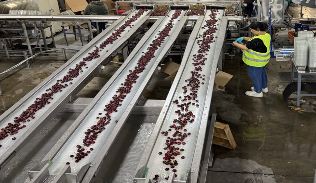 Photograph of a factory production line with multiple conveyor belts transporting cherries for sorting and packaging. The researcher in a safety vest is collecting an environmental monitoring swab.
