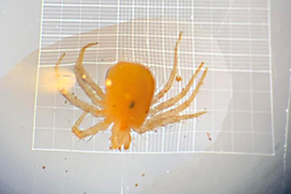 Close-up of Neocypholaelaps sp., a pale orange mite with multiple legs, viewed from above on a light grid background.