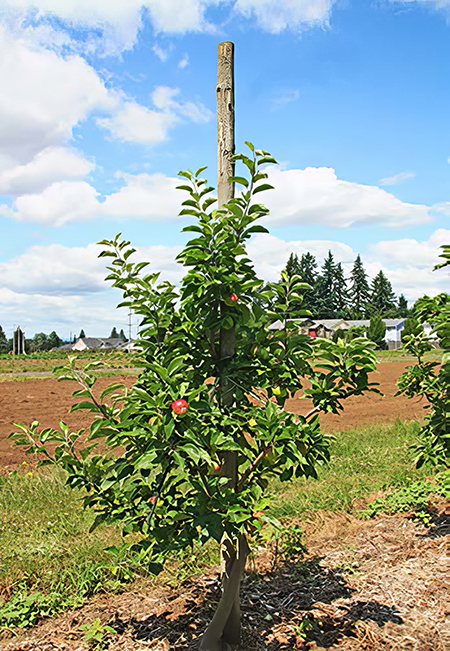 Figure 10. A mature apple tree on a full dwarfing rootstock is trained to a slender spindle design. Note the conical shape of the tree (wider at the base) allows sun exposure throughout the limbs. Photo courtesy of Charles Brun.