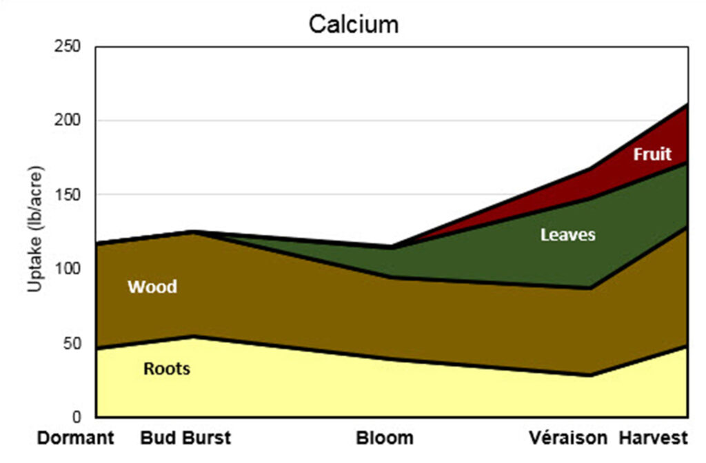 Stacked area graph titled “Calcium” showing calcium uptake (lb/acre) from Dormant to Harvest. Uptake is high early in the season due to roots and wood, dips slightly at bloom, then rises steadily toward harvest, with increasing contributions from leaves and fruit.