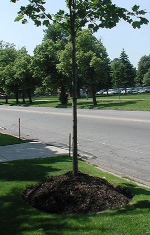 Young street tree surrounded by chips piled high against the trunk.