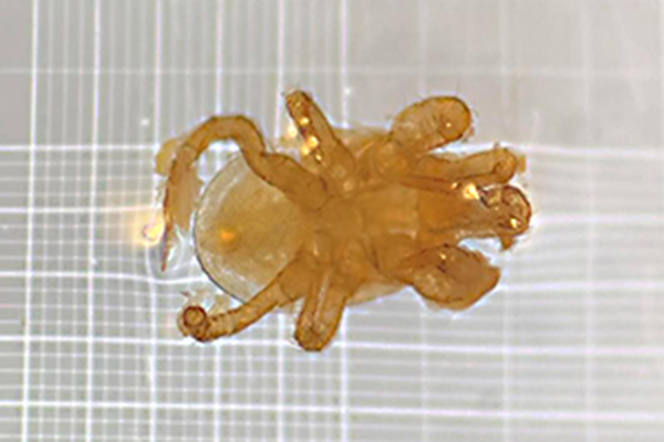 Microscope image of Parasitellus sp. mite from a Pacific Northwest honey bee survey bump test sample.