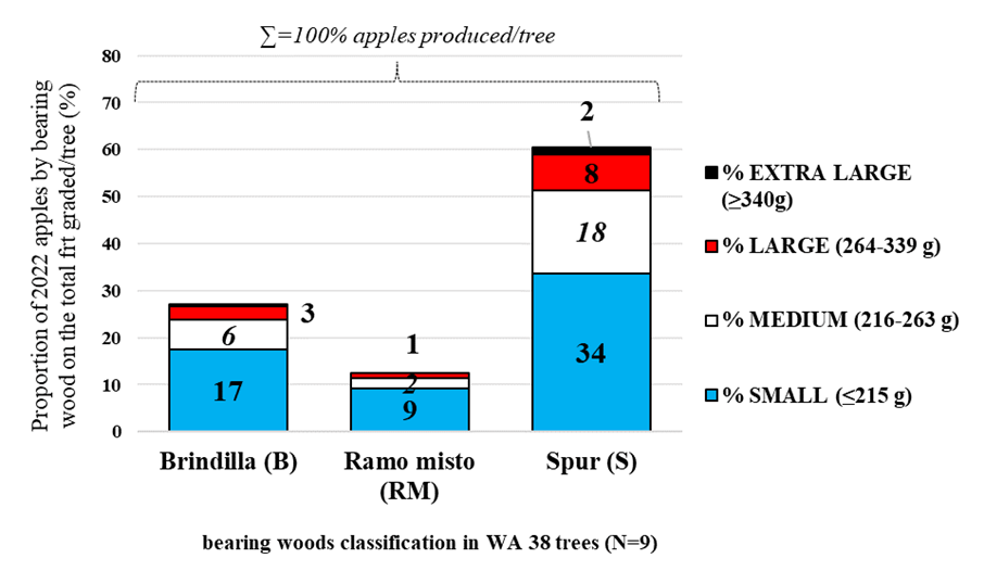 Figure 11 presents a graphic illustrating the distribution of WA 38 apples by bearing wood type and fruit size class following the 2022 harvest. The proportions shown represent the total number of apples produced and graded per tree in 2022, averaged across nine trees evaluated at three sites. A total of 1,007 apples were graded. Fruit size classes are categorized as small (blue), medium (white), large (red), and extra-large (black). The figure highlights differences in fruit size distribution among bearing wood types during the 2022 season, mirroring the 2021 trend.