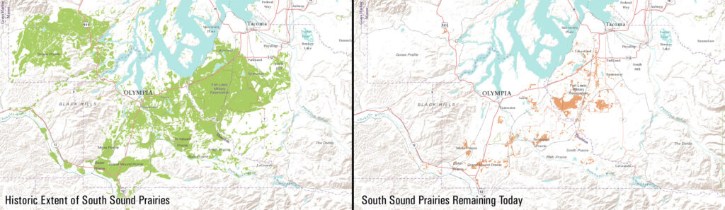 Two maps compare the historic and present-day extent of South Sound prairies in western Washington. Historically, prairies covered large, connected areas around Olympia and south toward Grand Mound, as well as areas east and south of Tacoma. Today, only small, fragmented prairie areas remain.