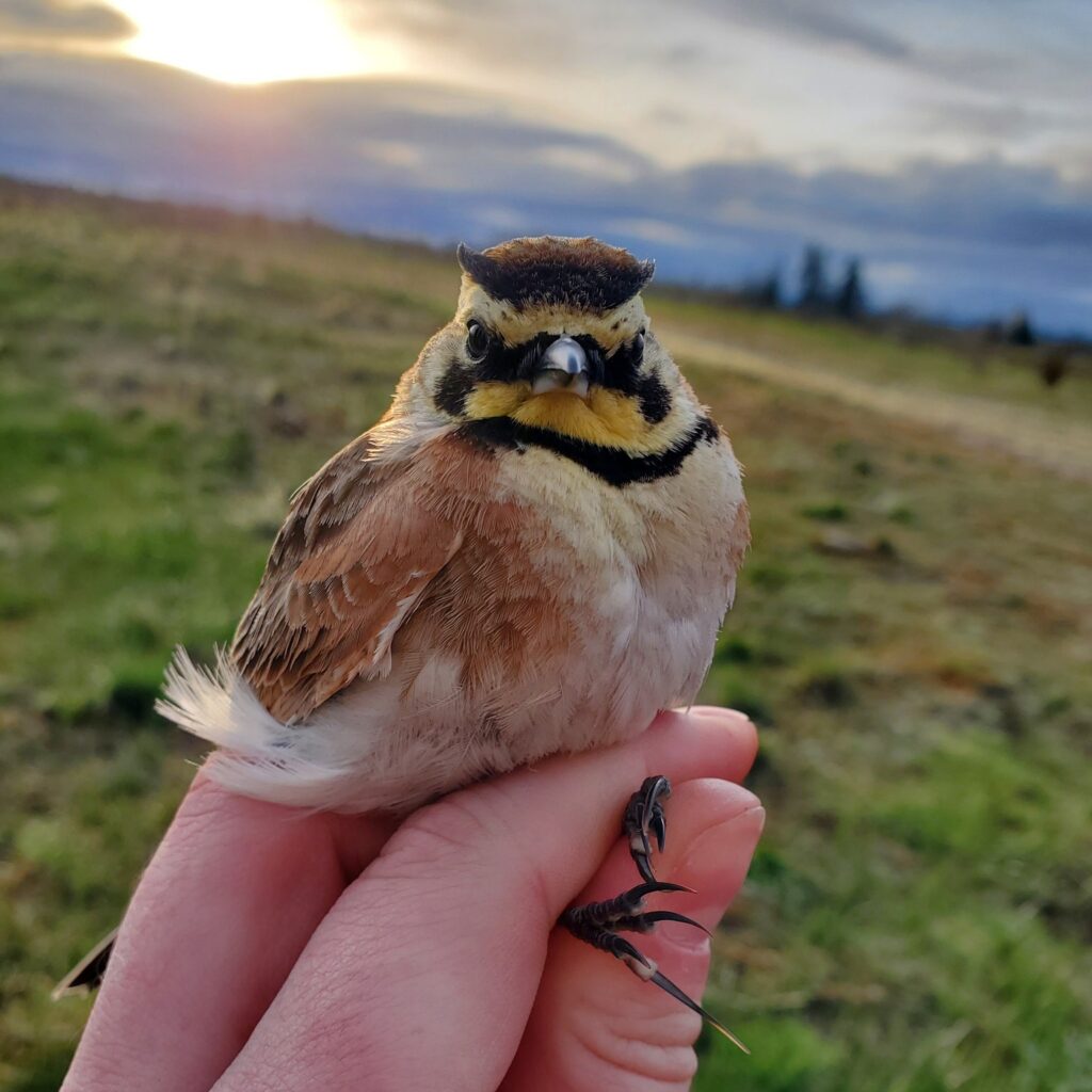 Someone holds a streaked horned lark.