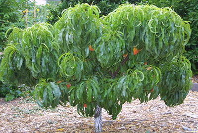 Freestanding genetic dwarf peach tree about 6 feet tall, with dense, drooping green foliage.