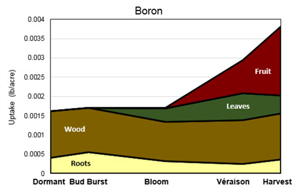 Stacked area graph titled “Boron” showing boron uptake (lb/acre) from Dormant to Harvest. Uptake remains very low early in the season and increases notably after véraison, with fruit becoming the largest contributor by harvest.