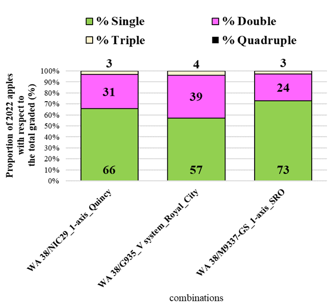 Figure 12 presents a graphic illustrating WA 38 apple yield classified by cluster occupancy type at harvest across three combinations trained to a single leader and evaluated in the 2022 survey at three sites. Yield is categorized by the number of fruit per cluster: single, double, triple, or quadruple. Single clusters are represented in green, double clusters in pink, triple clusters in pale yellow, and quadruple clusters in black. Comparisons among combinations within each cluster occupancy category show no statistically significant differences, indicating similar yield distribution patterns across the evaluated single-leader systems.