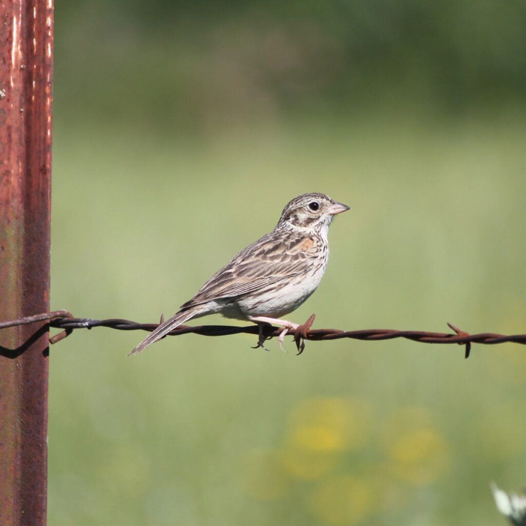 A bird sitting on a branch.