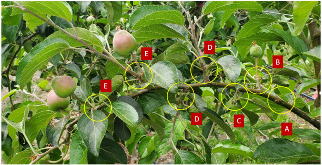 Figure 13 consists of five photographs (panels A–E) illustrating spur extinction and blind wood formation on a WA 38 ramo misto at the end of the June drop period in Washington State. Panel A shows a dormant bud that did not initiate visible growth. Panel B shows a bud that developed a fruit, but did not produce a lateral shoot. Panel C shows a spur that is already extinct, indicating loss of future bearing potential. Panel D shows a bud that developed only a vegetative shoot; visible bourse fruitlet scars indicate where fruitlets were lost through natural abscission. Panel E shows a bud that developed both a fruit and a shoot, which will form a two-year-old spur in the following season. The figure also highlights differences in fruit size between positions B and E. Fruitlets originating from position B are smaller, primarily due to the initially smaller bud size, and are more likely to drop or remain undersized compared with fruit developed from well-formed buds such as those in position E. Together, the panels illustrate how early bud development influences fruit retention, spur survival, and future bearing structure.