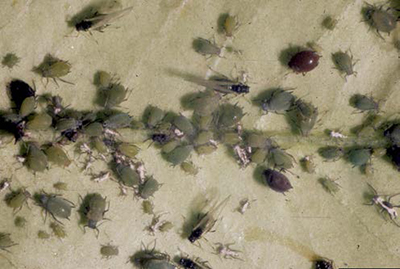 Apple aphids (Aphis pomi) clustered on the underside of an apple leaf.