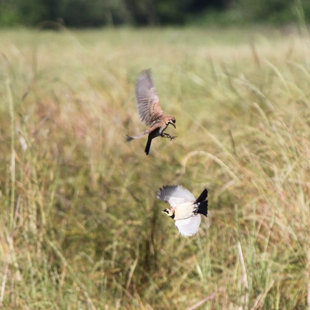 Competing streaked horned larks.