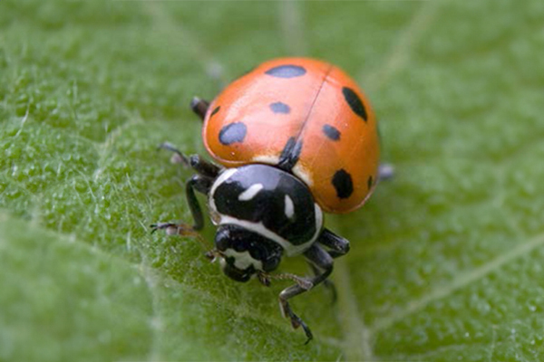 Adult convergent lady beetle on a green leaf.