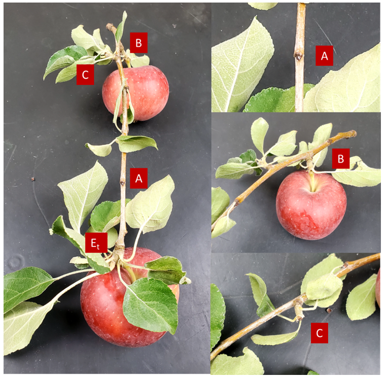 Figure 14 consists of multiple photographs (panels A, B, C, and Et) illustrating spur extinction and the progression of blind wood formation in a WA 38 ramo misto at harvest in Washington State. Panel A shows a dormant bud that did not develop during the growing season. Panel B shows a bud that developed only a fruit, with no accompanying lateral shoot. Panel C shows a spur that is already extinct, indicating permanent loss of bearing capacity. Panel Et shows an apical, or tip-bearing (“t”), bud that developed both a fruit in the current season and a spur that will bear in the following season. The figure highlights a clear difference in fruit size between positions B and Et. Fruit originating from position B is smaller, primarily due to the originally smaller bud size, whereas fruit from the apical mixed bud (Et) developed from a better-formed bud and exhibits greater size and bearing potential. White letters shown in red squares correspond to and mirror the classification used in Figure 13, allowing direct comparison of developmental outcomes between stages.