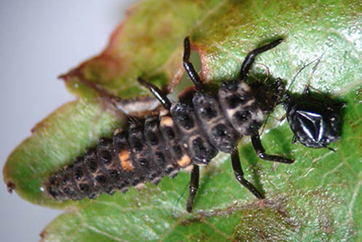 Lady beetle larva feeding on a black cherry aphid on a leaf.