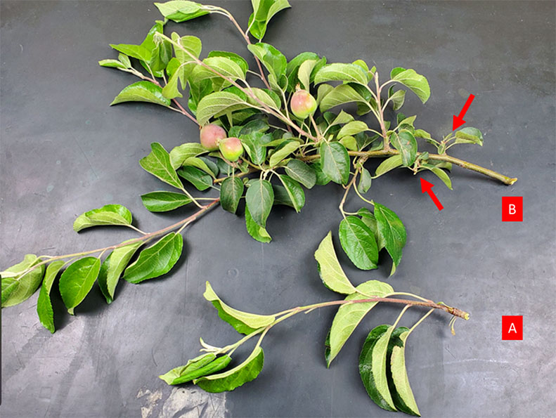 Figure 15 consists of two images (panels A and B) illustrating the developmental progression of a shoot into a ramo misto. Panel A shows a current-season shoot during its first year of development. Panel B shows the same shoot type in its second year of development, approximately five to six weeks after bloom of the lateral flower clusters. In panel B, the basal lateral buds, indicated by red arrows, are no longer viable. These buds show evidence of flower abscission and a lack of vegetative shoot development. In contrast, the bud located in the more central portion of the shoot in panel A may still develop into a new shoot, as observed in the central region of panel B, and may occasionally set fruit. The distal bud near the shoot tip in panel A is typically the most productive, often generating a new shoot and setting at least one fruit in panel B. Together, the panels illustrate a centrifugal or outward shift in the cropping zone along the shoot, with fruiting potential progressively moving outward toward the shoot tip. This developmental pattern is consistent with the Type 4 fruiting habit described by Lespinasse in 1977 and 1980.