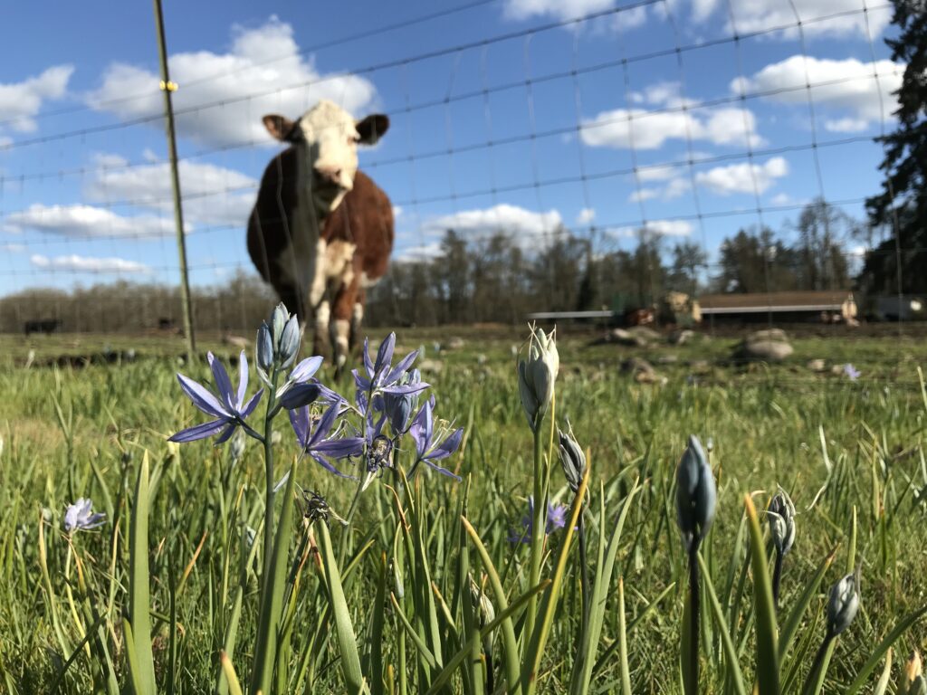 Cow within a fence in the background, purple flower in foreground.