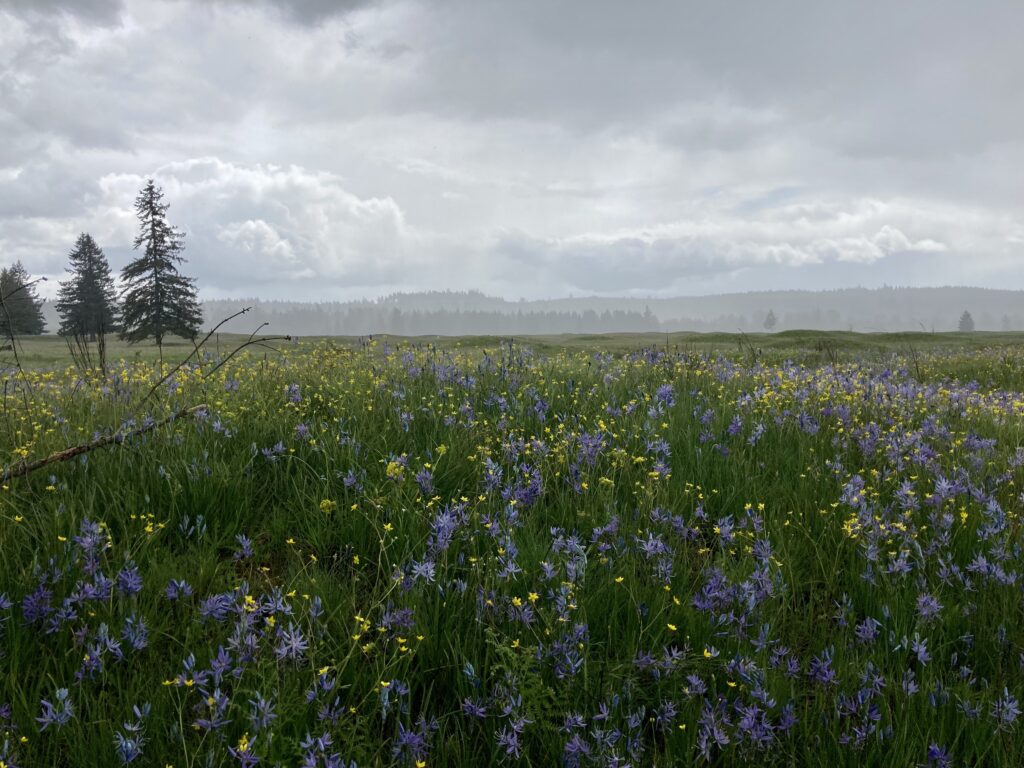 Western Washington grasslands filled with yellow and purple flowers.