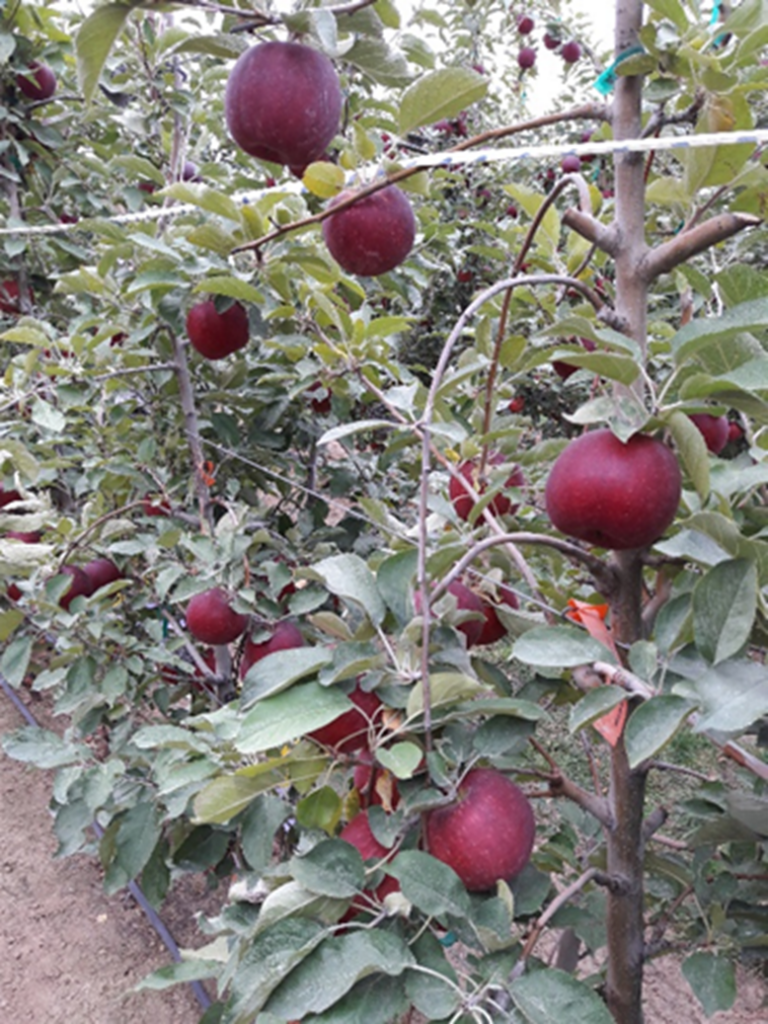 This photograph shows a WA 38 apple shoot entering its second year of development at Rock Island, Washington. The one-year-old shoot has set fruit near the terminal position, and the weight of the developing fruit causes the shoot to bend downward. At the basal portion of the shoot, extended sections lacking active buds or spur development are visible, indicating the formation of blind wood. The image illustrates the relationship between fruit load, shoot bending, and the loss of bearing potential in basal portions of the shoot during the transition from the first to the second year of development.