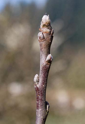Apple shoot with silver bud tips.