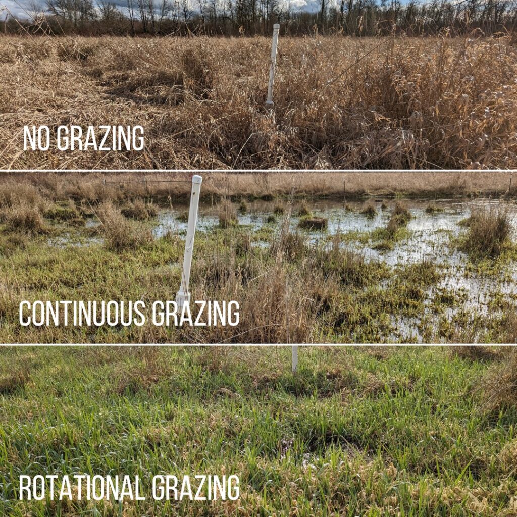 Three photos compare wetland vegetation under different grazing treatments. The no-grazing area has dense, tall, dry vegetation; the continuously grazed area has shorter, sparser vegetation with extensive standing water; and the rotationally grazed area has dense, low green vegetation with small areas of standing water.