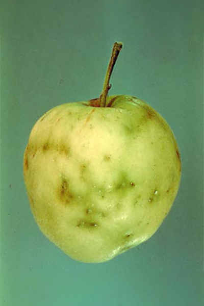 Apple with dimples and surface discoloration.