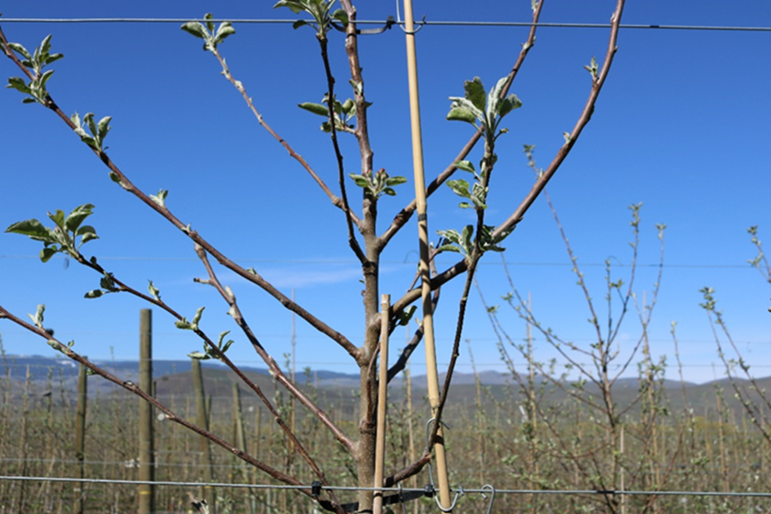 This photograph shows one-year-old apple shoots at the beginning of their second growing season. Along the shoot axis, both vegetative buds and floral buds are visible, indicating mixed developmental potential within the same shoot. Vegetative buds are positioned to produce new shoot growth, while floral buds are differentiated and capable of developing into flower clusters. The image illustrates the coexistence of vegetative and reproductive structures during early-season development and highlights the structural basis for future canopy growth and fruit production.