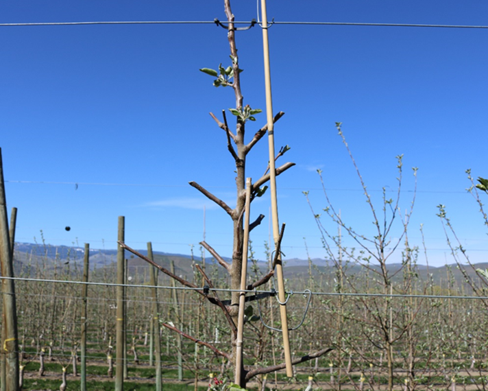 This photograph shows a shoot that has been stubbed to retain a minimum of three viable buds. The retained buds are positioned along the remaining portion of the shoot and can develop into new vegetative growth the following season. The image illustrates a pruning practice designed to preserve shoot renewal potential and maintain future canopy structure by ensuring sufficient viable buds remain after cutting.