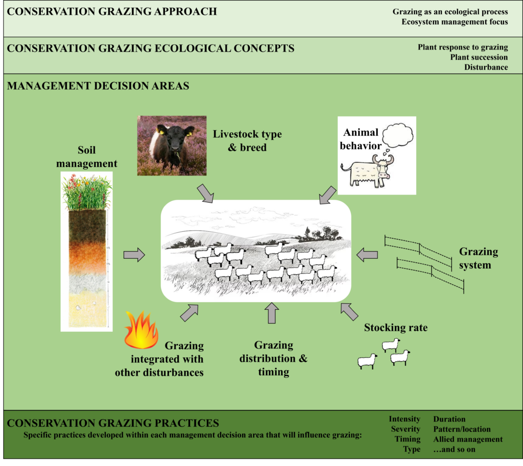 Diagram of a conservation grazing framework showing how ecological concepts inform management decisions and specific grazing practices. Eight management decision areas surround livestock grazing at the center. See extended description for details.