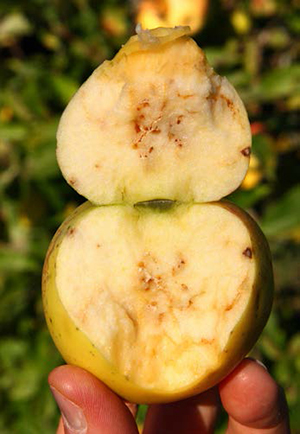 Cut apple showing brown feeding trails and spoilage from apple maggot larvae.