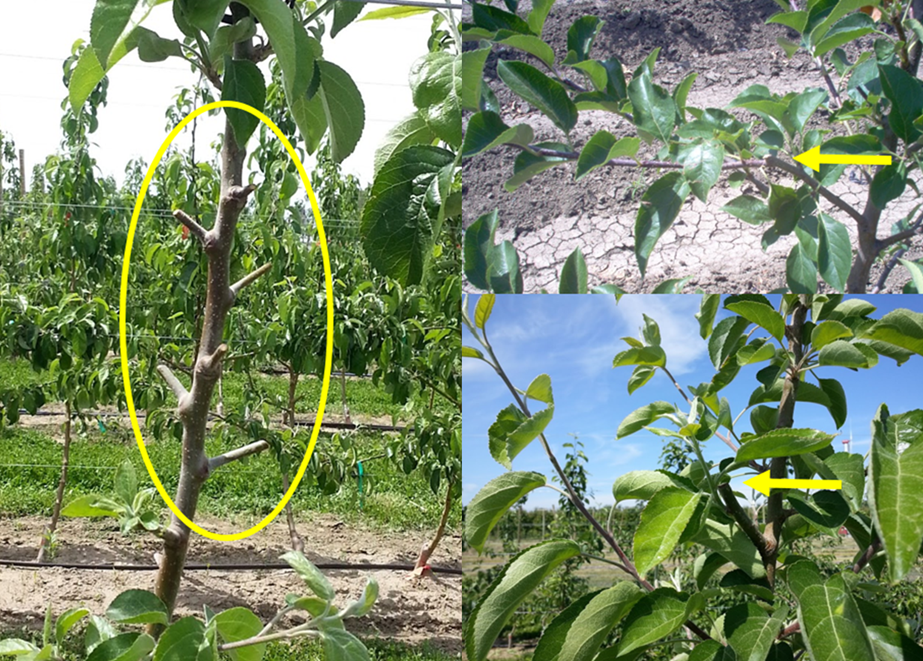 Figure 19 consists of two photographs comparing the outcome of different stub lengths following pruning. The left photograph shows a short stub that exhibits dieback, with no evidence of new shoot development, indicating loss of renewal potential. The right photograph shows a longer stub that has successfully produced one or more new shoots, demonstrating maintained bud viability and effective shoot regeneration. Together, the images illustrate how retaining a longer stub length supports successful shoot renewal, whereas excessively short stubs increase the risk of dieback.