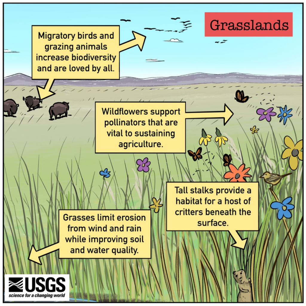 Illustration of a grassland ecosystem showing grazing animals, migratory birds, wildflowers, pollinators, tall grasses, and other wildlife, with callouts explaining the ecological and agricultural benefits of grasslands. See extended description for details.