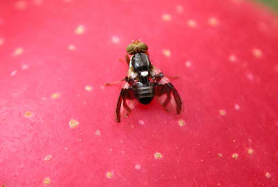 Adult apple maggot fly resting on a red apple skin.